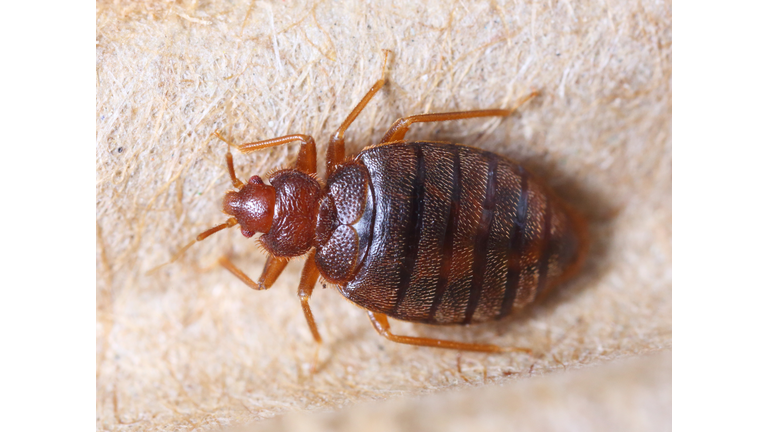 Cimex hemipterus
