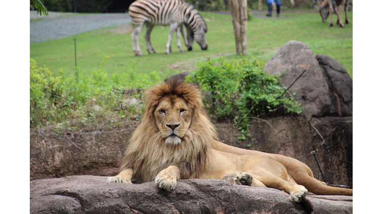 Portrait Of Lion Resting On Rock Against Grazing Zebras In Zoo