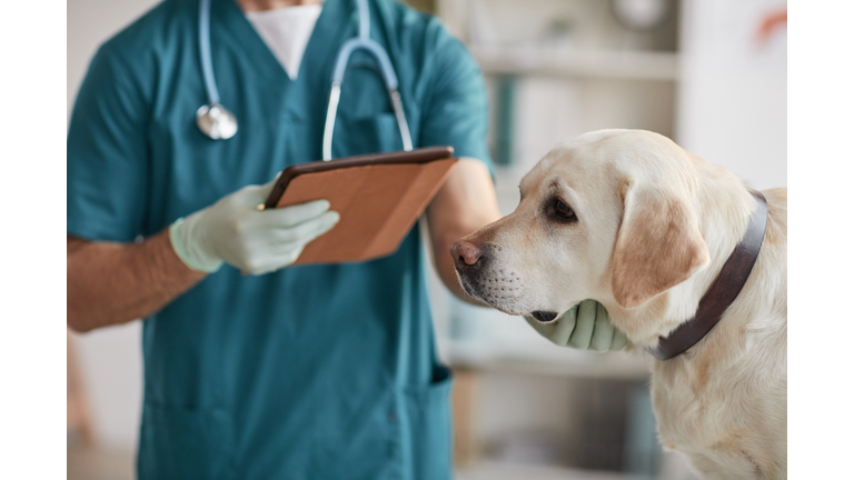 Vet Doctor Examining Labrador Dog