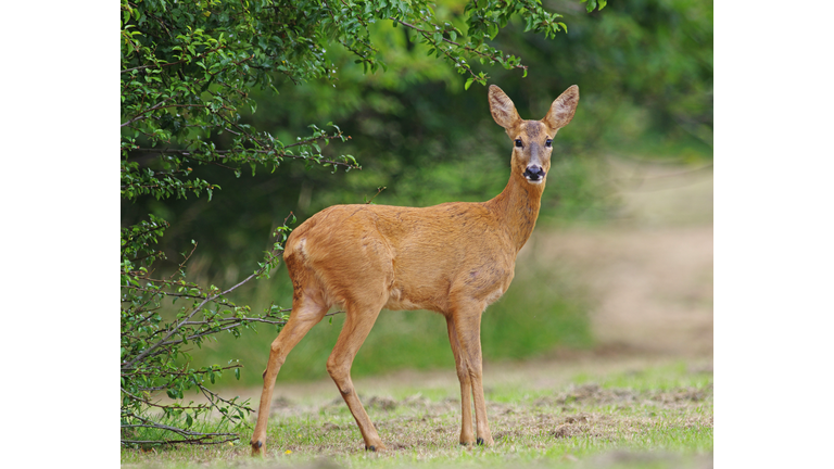 roe Deer [Capreolus capreolus]