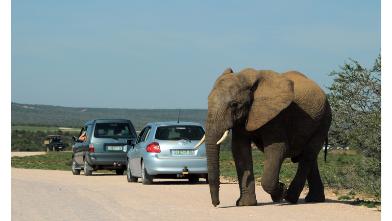 An elephant crosses a road at Addo Eleph