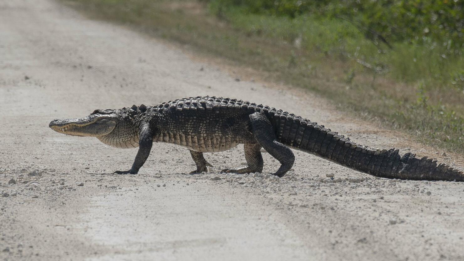 Large Alligator Crossing the Road