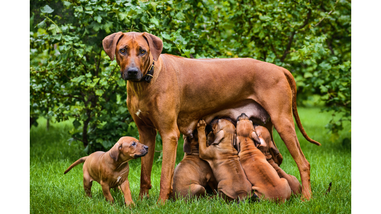 Rhodesian Ridgeback nursing her puppies in the garden