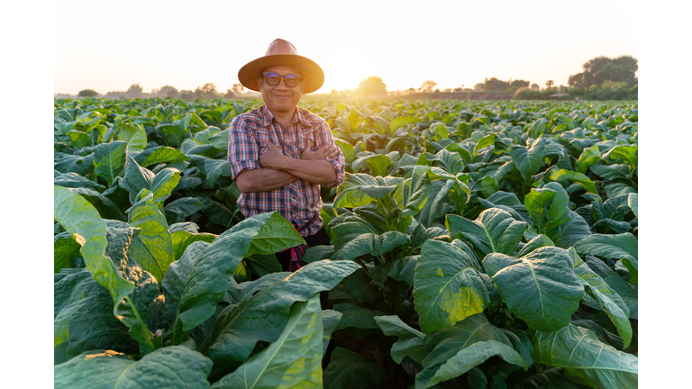 Happy asian farmer standing in a tobacco farm at Nongkhai of Thailand, agriculture to industry
