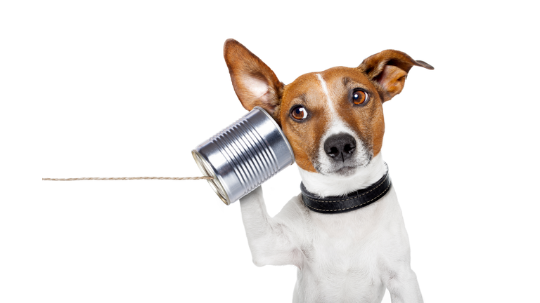 dog on the phone
