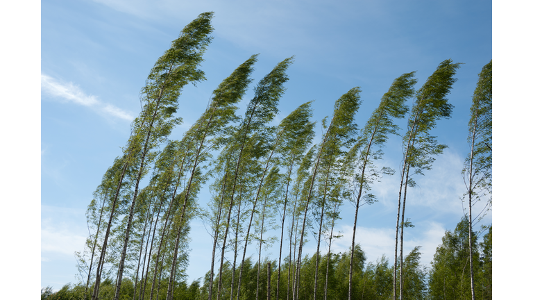 Wind blowing birch trees