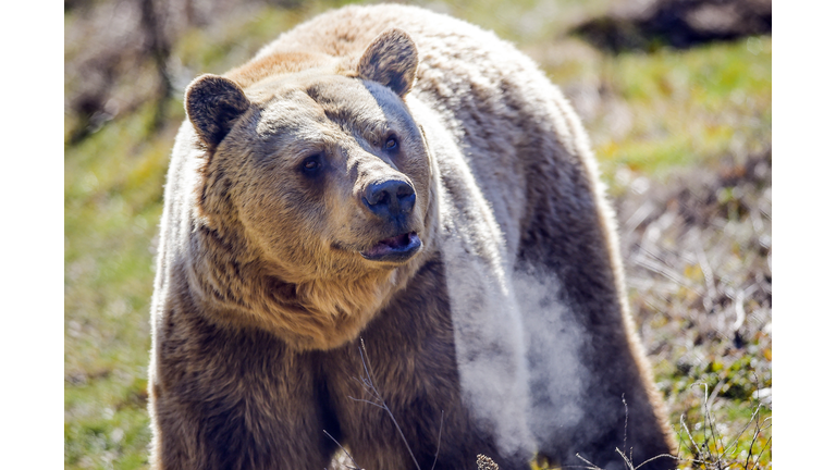 KOSOVO-BEARS-ANIMAL-ENVIRONMENT