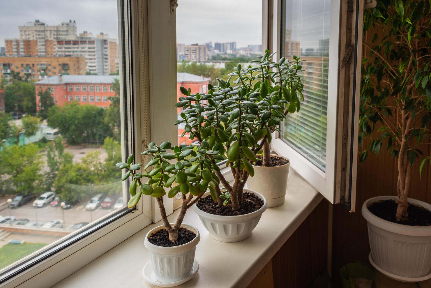 Houseplant Crassula on the windowsill on the background of the window