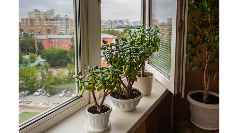 Houseplant Crassula on the windowsill on the background of the window