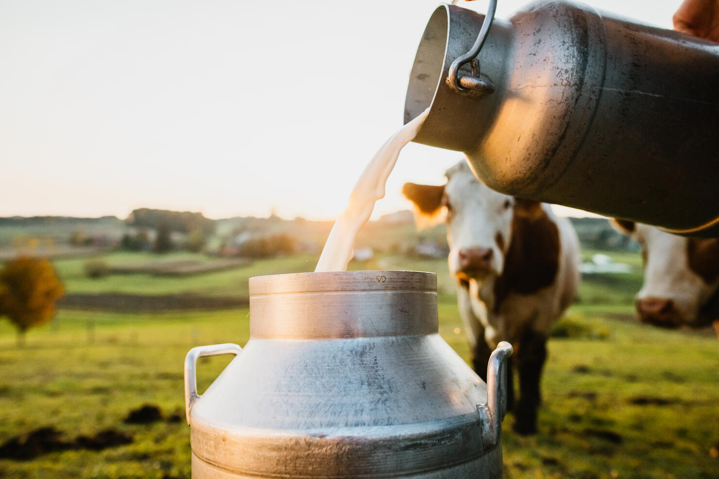 Raw milk being poured into container