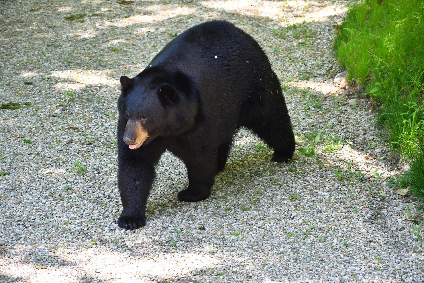 Black bear in driveway