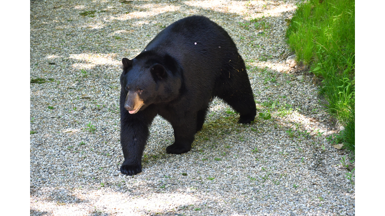 Black bear in driveway