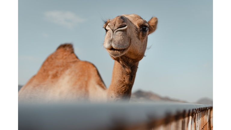 Close-up of dromedary camel against sky,Saudi Arabia