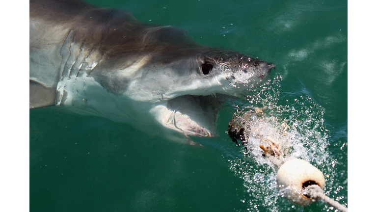 Florida is the Shark Bite Capital of the World, According to 2021 Data