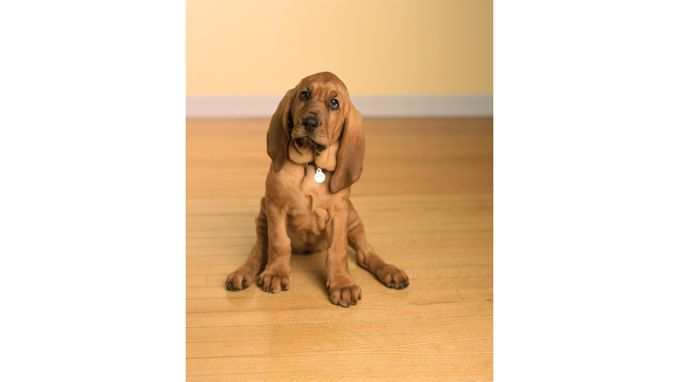 Bloodhound puppy