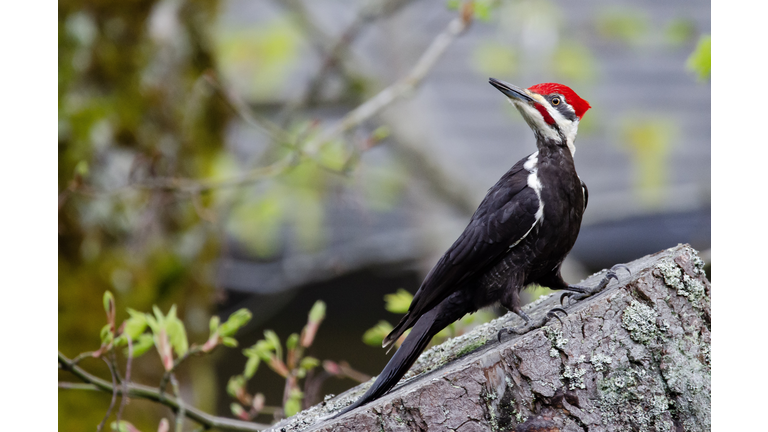 Pileated Woodpecker Posing