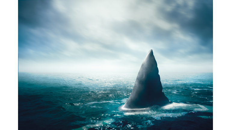 Great white shark fin above the surface