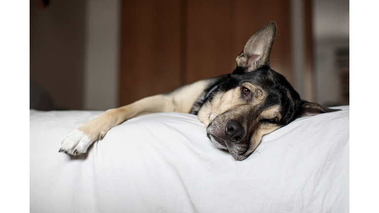 domestic dog resting on the bed in the room