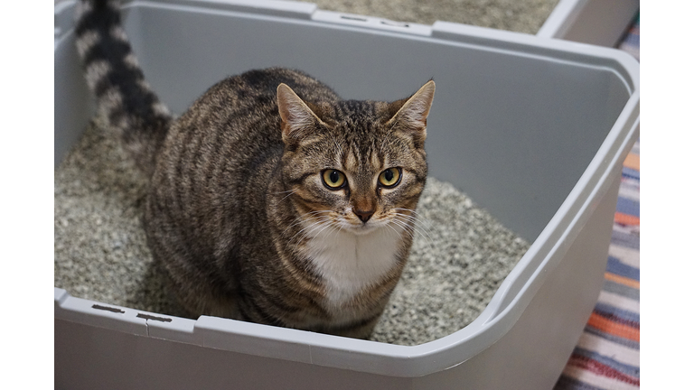 a small beautiful cat is sitting in the litter box