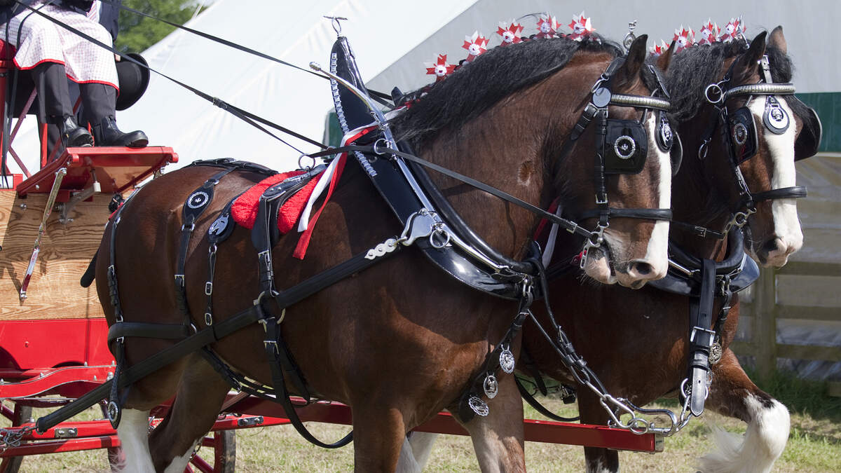 The Legendary Budweiser Clydesdale Horses have an ACCIDENT in San
