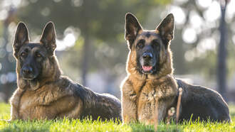 'Big' Dogs Stolen From Denver Home While Owners Were Sleeping