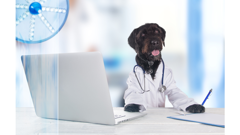 Black dog dressed as a doctor sitting behind the table