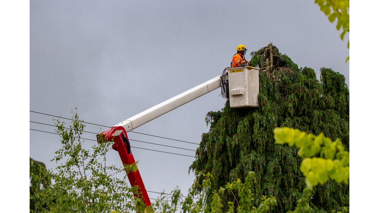 An arborist trims trees around power lines in New Zealand