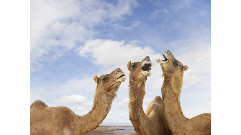 Camels braying at the Pushkar Camel Festiival, Rajasthan, India
