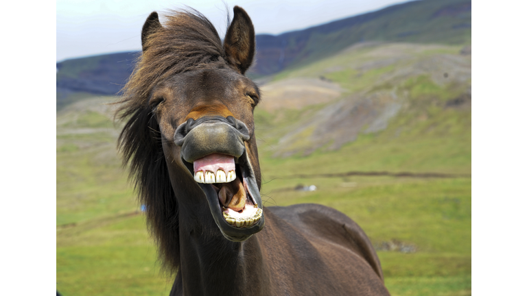 Laughing Horse