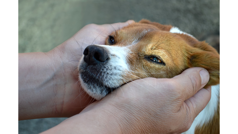 Man cuddling his dog