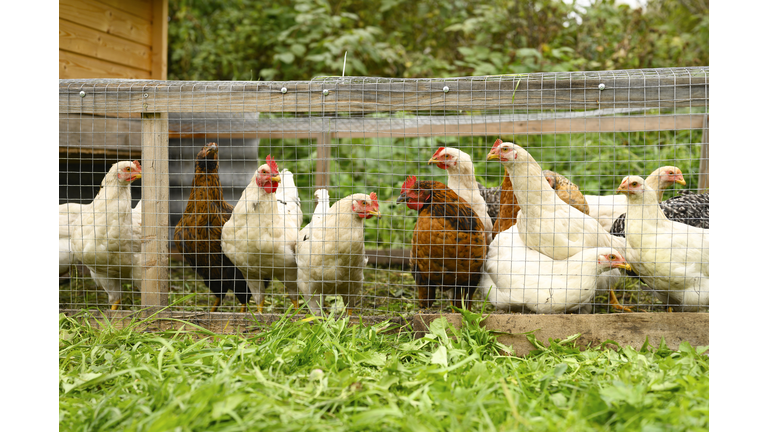 chickens brown and white color in handmade chicken tractor on grass outdoor. family farming