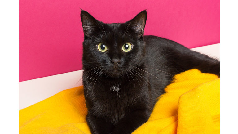 A beautiful cute black cat lies on a bright yellow woolen plaid at home.