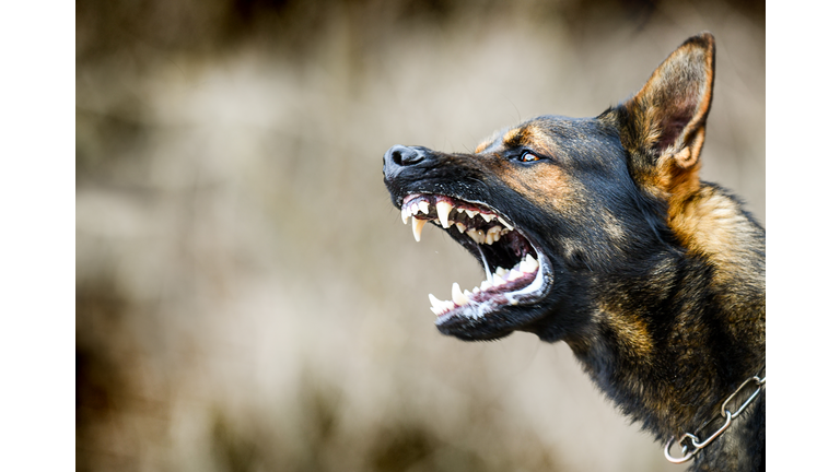 Aggressive dog shows dangerous teeth. German sheperd attack head detail.