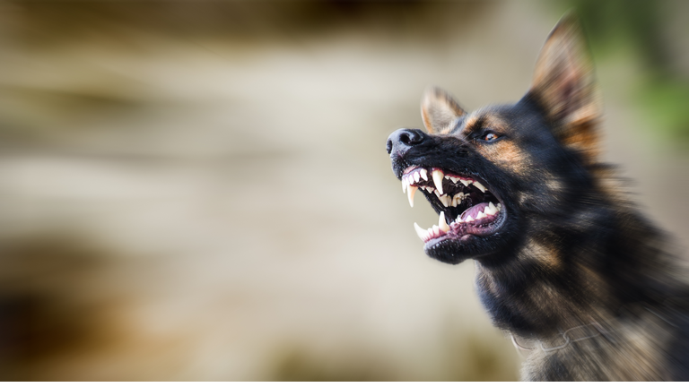 Aggressive dog shows dangerous teeth. German sheperd attack head detail.