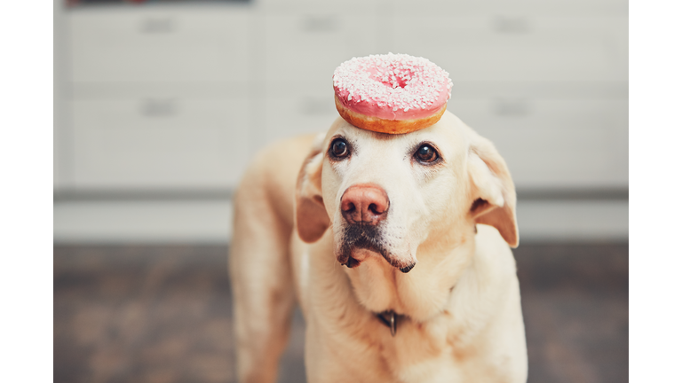 Funny dog with donut