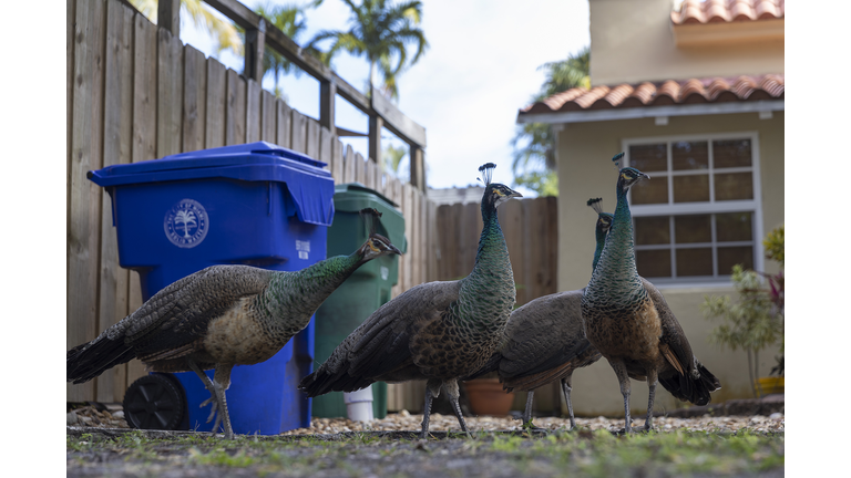Swelling Peafowl Population Prompts Miami Dade County To Loosen Protections