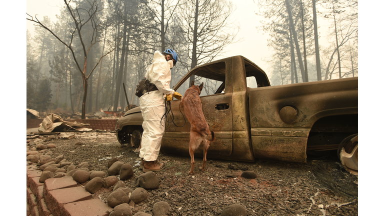 DOG RESCUED FROM CAR FIRE