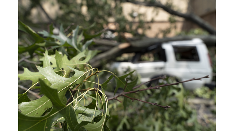 A car destroyed by a fallen tree blown over by heavy winds.