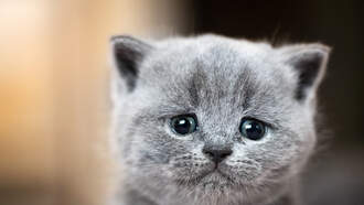 Saddest Songs of all time...does yours make the list?