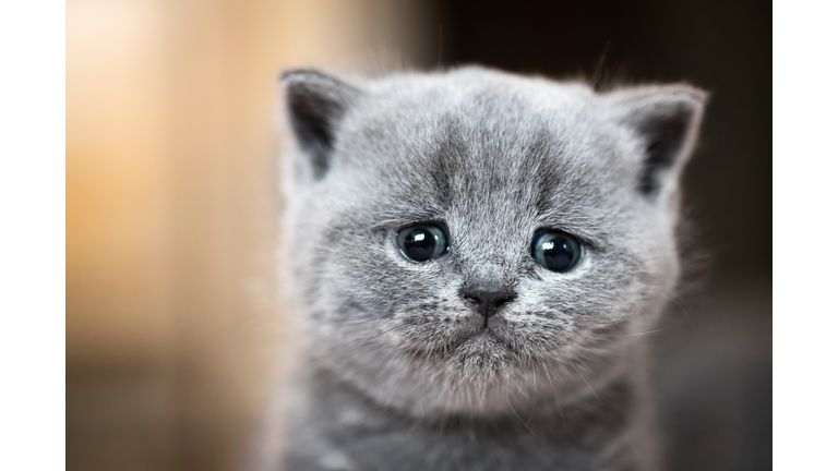Cute kitten portrait. British Shorthair cat