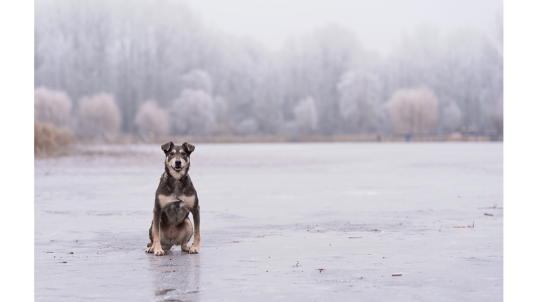 Dog sitting on a frozen lake