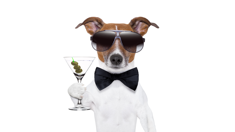 martini dog
