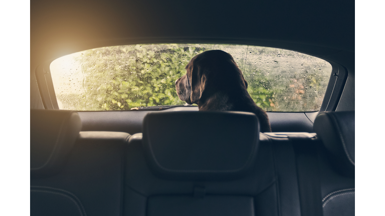 Labrador looking out of Car Window