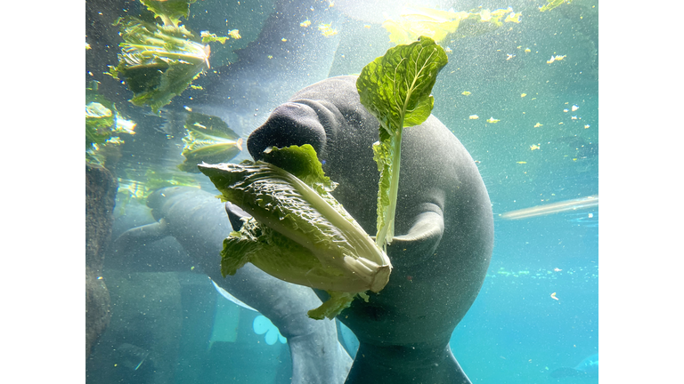 Manatee eating romaine lettuce