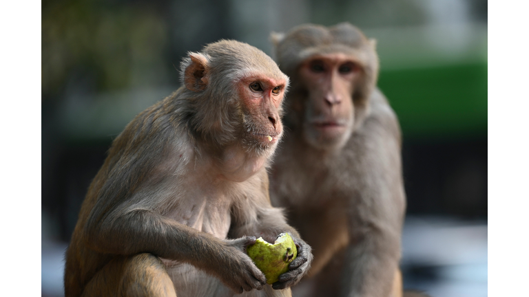 INDIA-ANIMAL-MONKEY