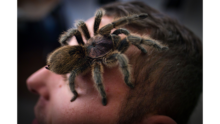 GERMANY-ANIMALS-SPIDER-EXHIBITION