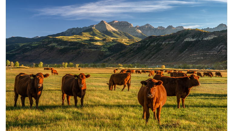 Cattle Mutilation Mystery