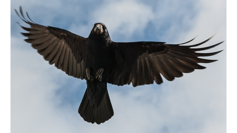 Flying black crow