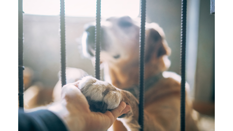 Adorable big mixed breed dog giving his paw to a man through the lattice while sitting in shelter kennel