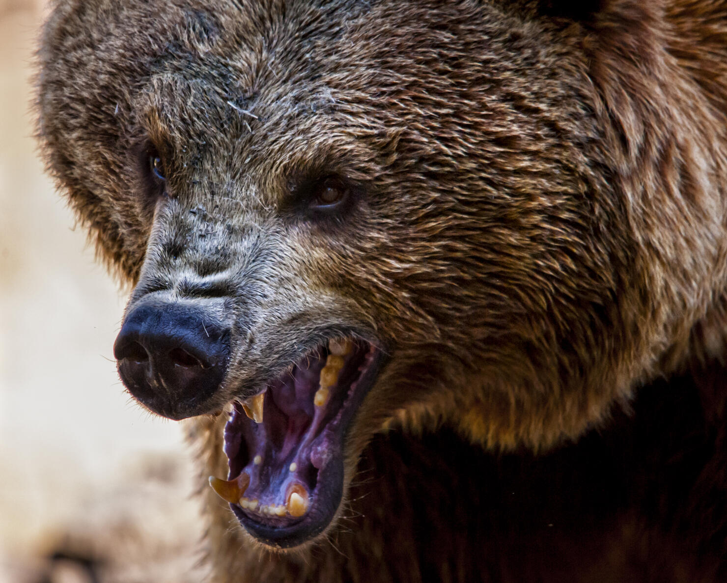 Angry bear. Head shot. Detailed view